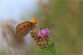 <p>PERLEŤOVEC MALÝ (Issoria lathonia) Šluknovsko - Harta ---- /Queen of Spain fritillary - Kleiner Perlmuttfalter/</p>